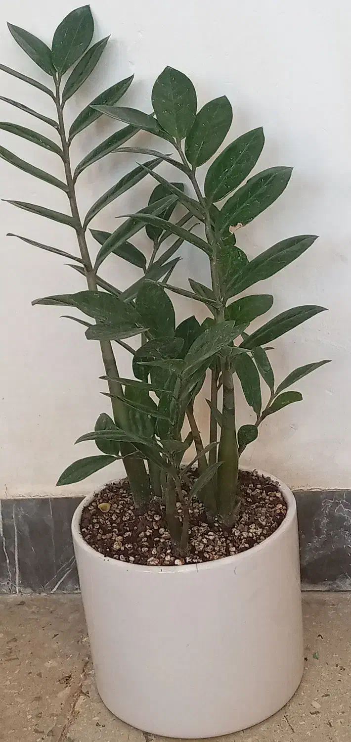 گل کلکسیونی|کلکسیون و سرگرمی|آبدانان, |دیوار