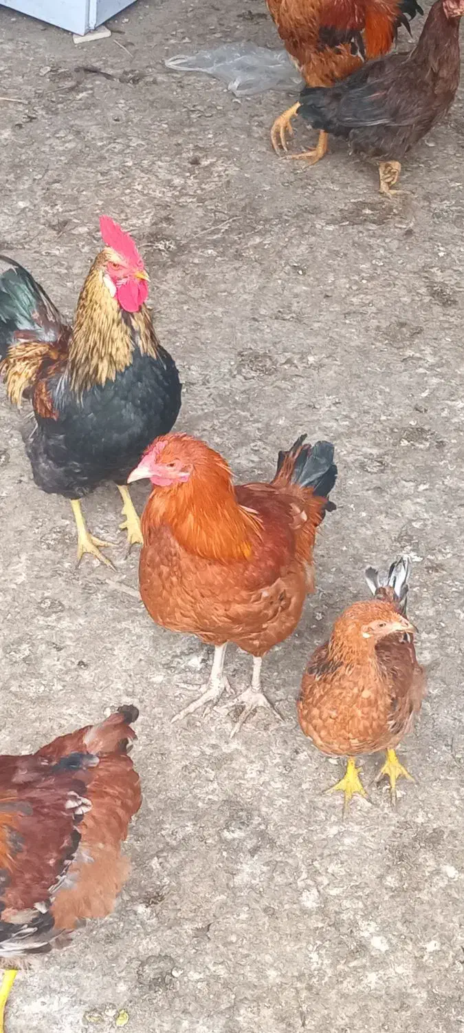 خروس|حیوانات مزرعه|علی‌آباد کتول, |دیوار