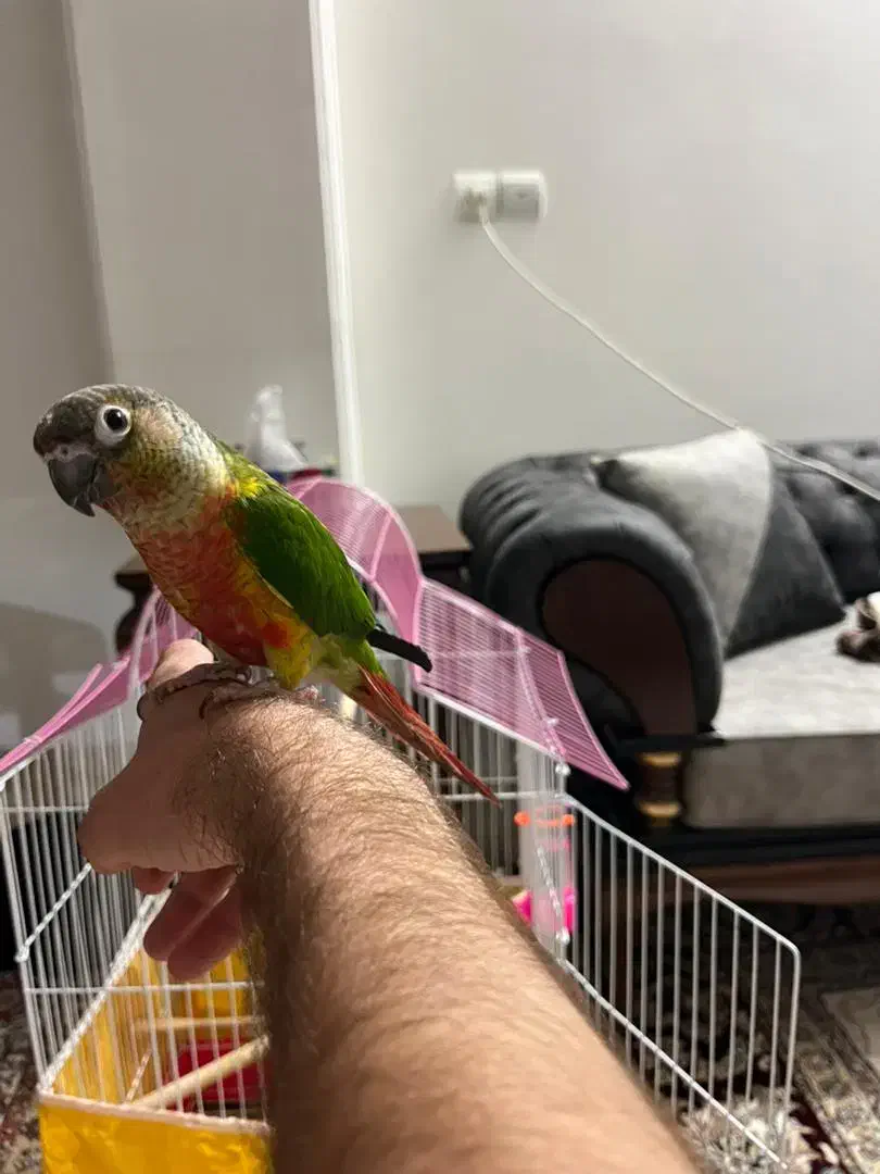 طوطی گیرینچیک دستی|پرنده|اصفهان, کوی ولی عصر|دیوار