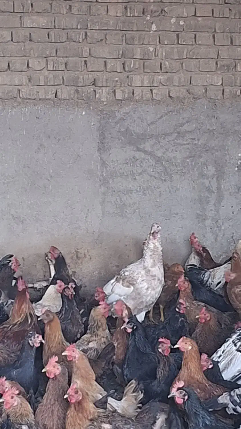 مرغ و خروس|حیوانات مزرعه|کاشان, شهرک صنعتی کویر|دیوار