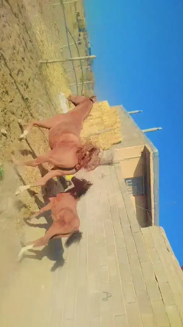 اسب درشوری|اسب و تجهیزات اسب‌سواری|اقلید, |دیوار