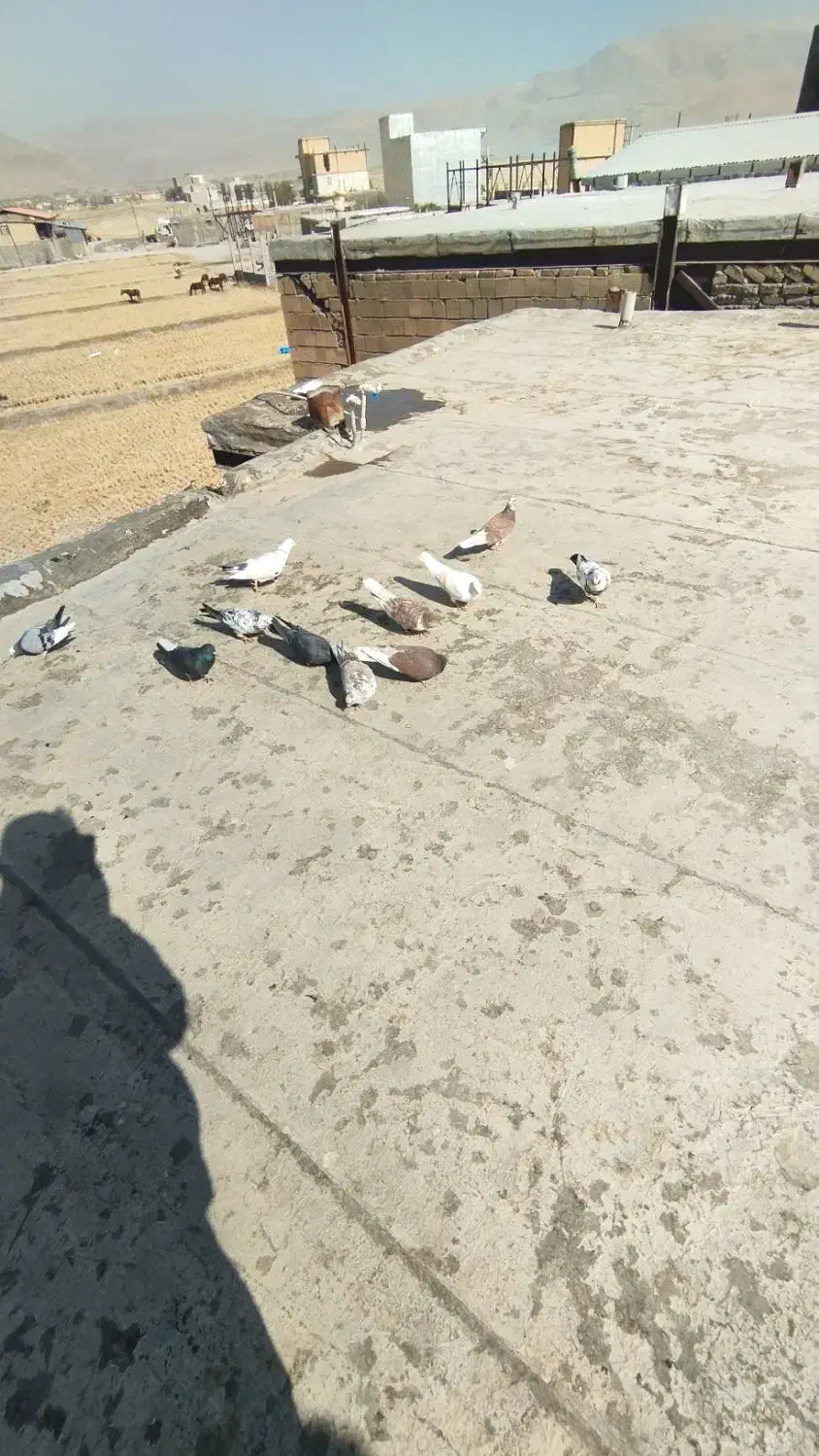 پرنده|پرنده|دورود, |دیوار