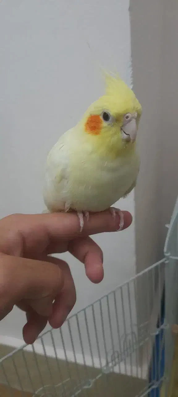 عروس هلندی لوتینو ماده دستی|پرنده|قم, پردیسان|دیوار