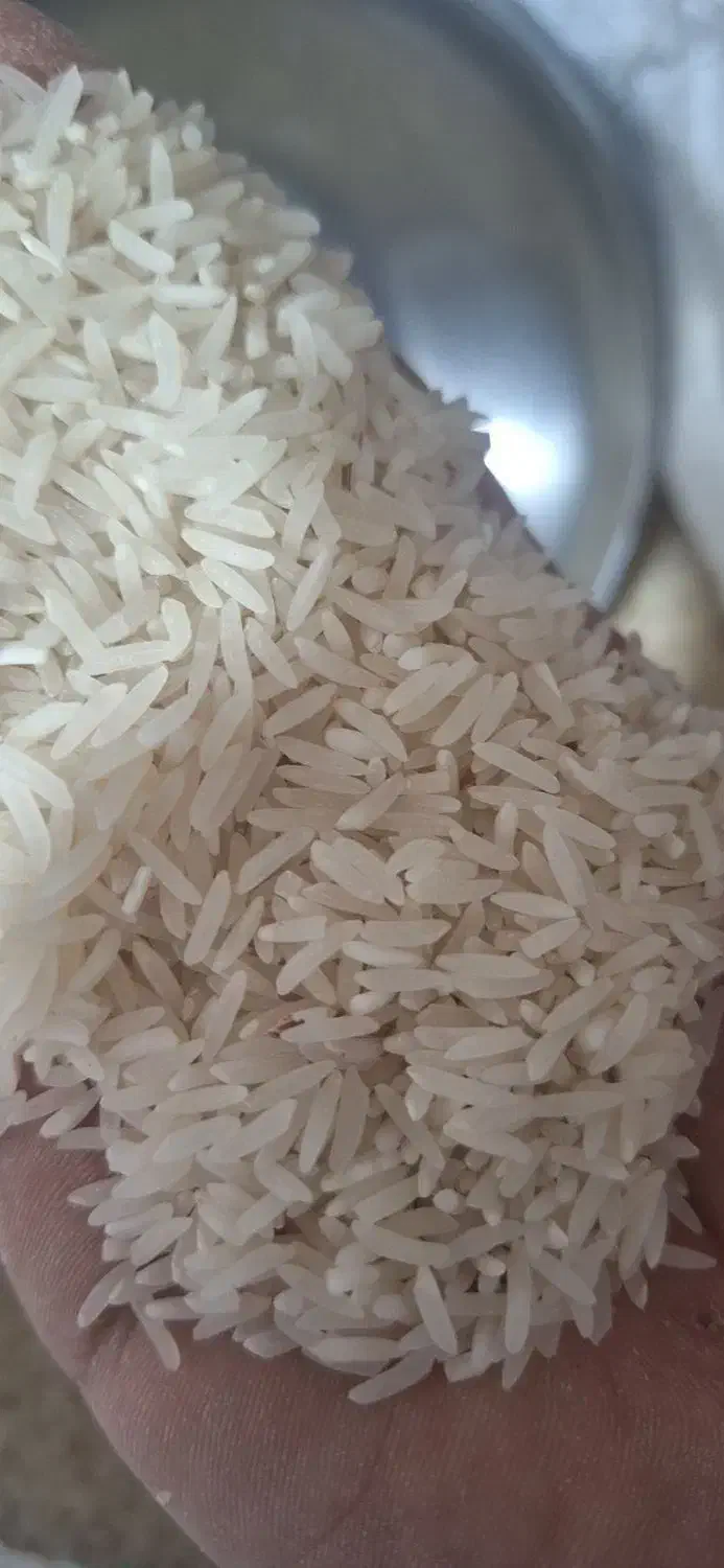 برنج فجر 90 روزه امساله|خوردنی و آشامیدنی|سنگدوین, |دیوار