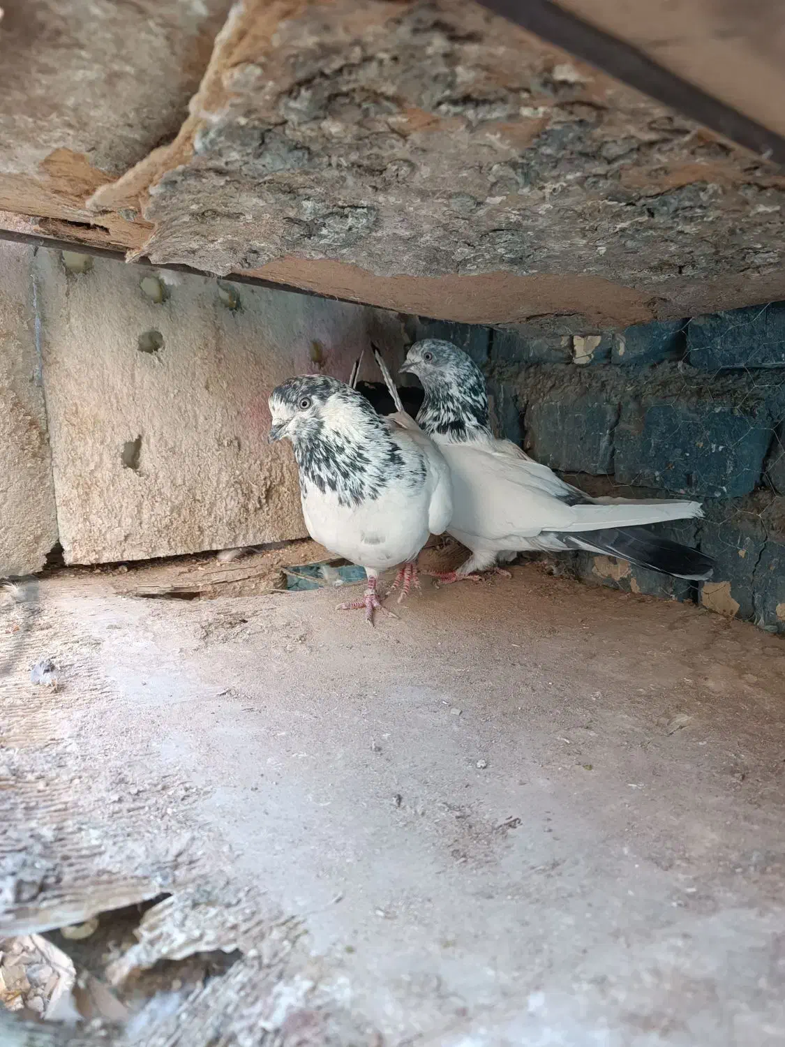 کبوتر پرشی|پرنده|اصفهان, بابوکان جنوبی|دیوار