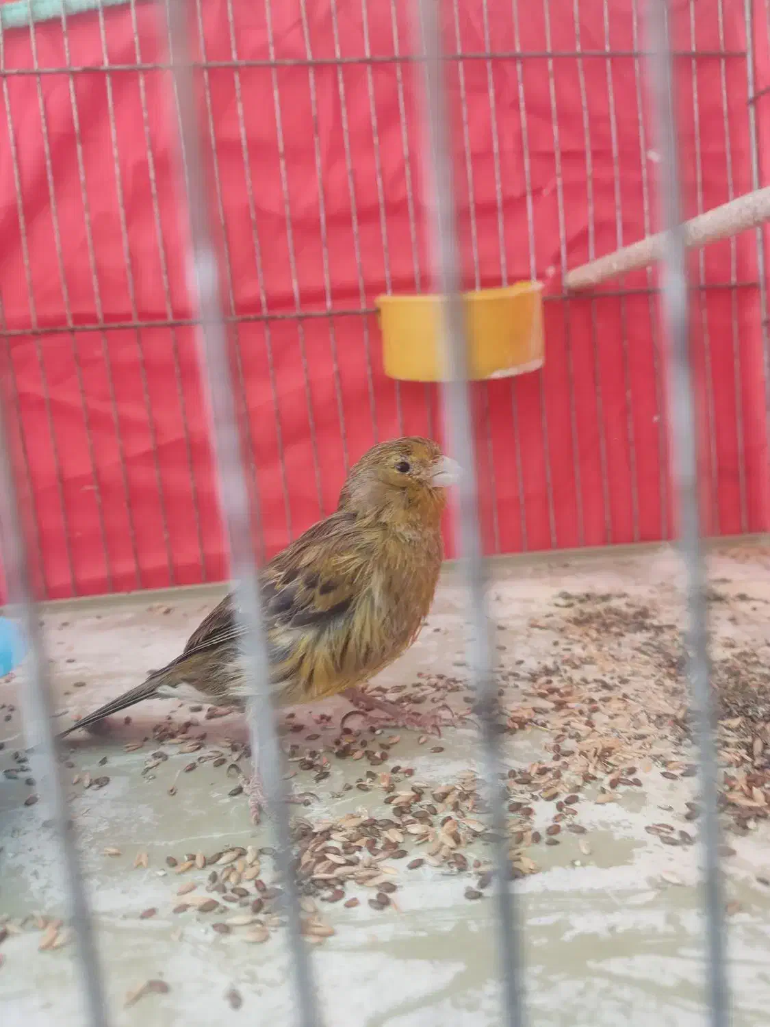 قناری ماده|پرنده|شیراز, کوشک میدان|دیوار