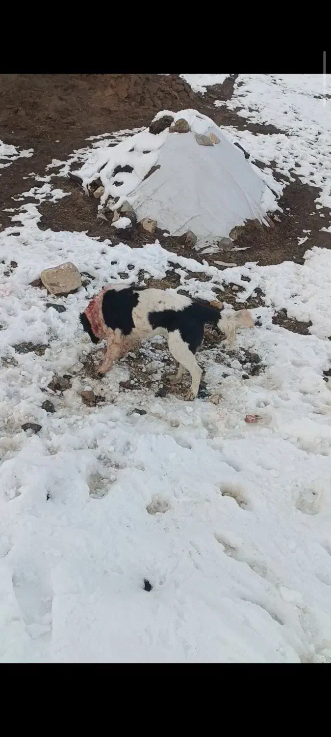 گمشده|حیوانات|الیگودرز, |دیوار