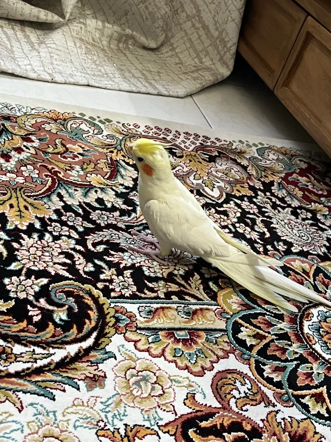 عروس هلندی|پرنده|اسلام‌شهر, شهرک مهدیه|دیوار