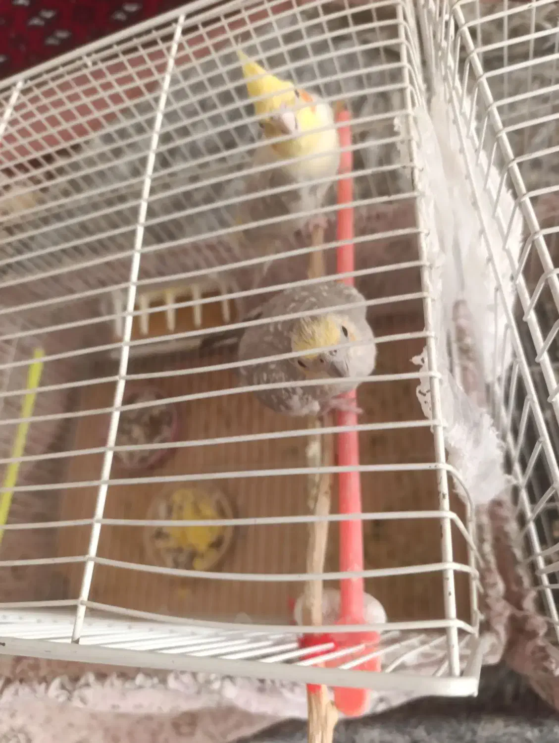 عروس هلندی جفت|پرنده|سبزوار, چهارراه فرودگاه|دیوار