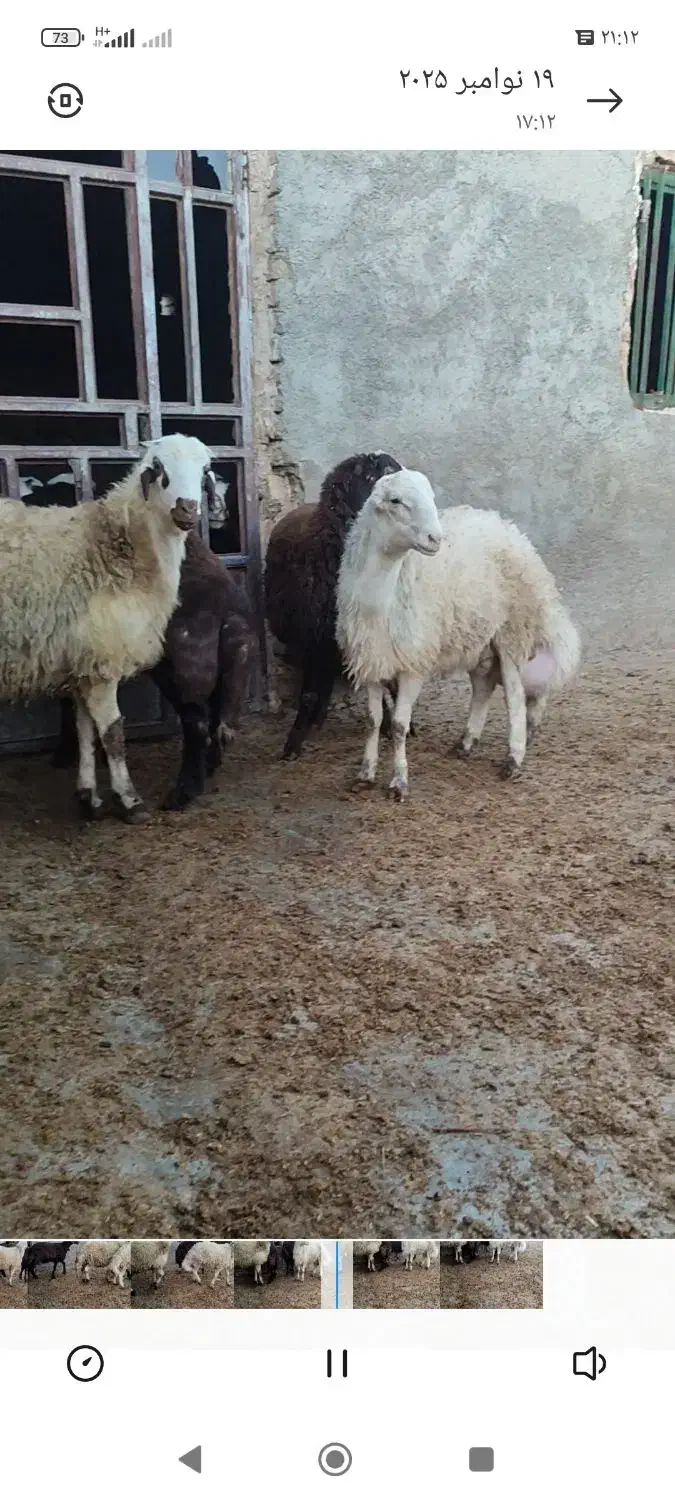 بره نر|حیوانات مزرعه|فیروزآباد (لرستان), |دیوار