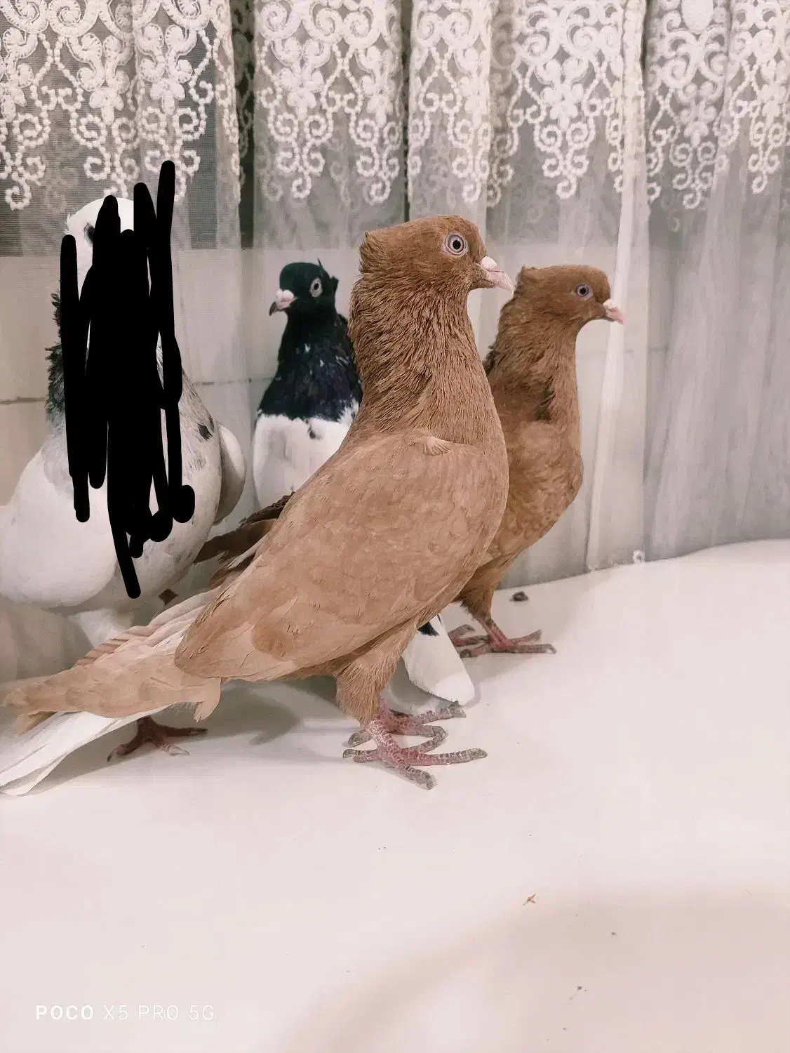 کبوتر|پرنده|اصفهان, حصه جنوبی|دیوار