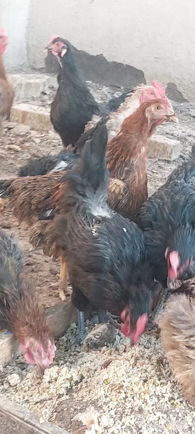 مرغ محلی جوان|حیوانات مزرعه|قم, چهار امامزاده|دیوار