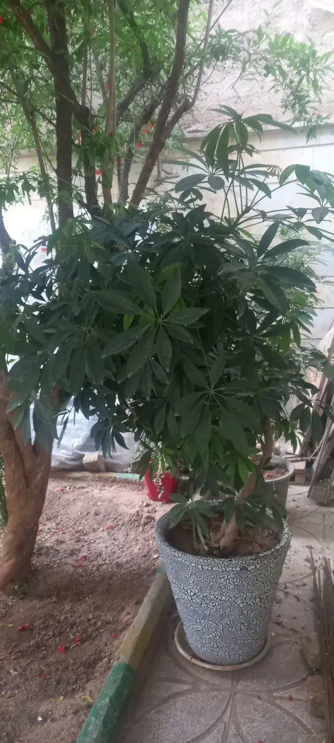 دو عدد گل شفلرا|گل و گیاه طبیعی|هشتگرد, شهرک بعثت|دیوار