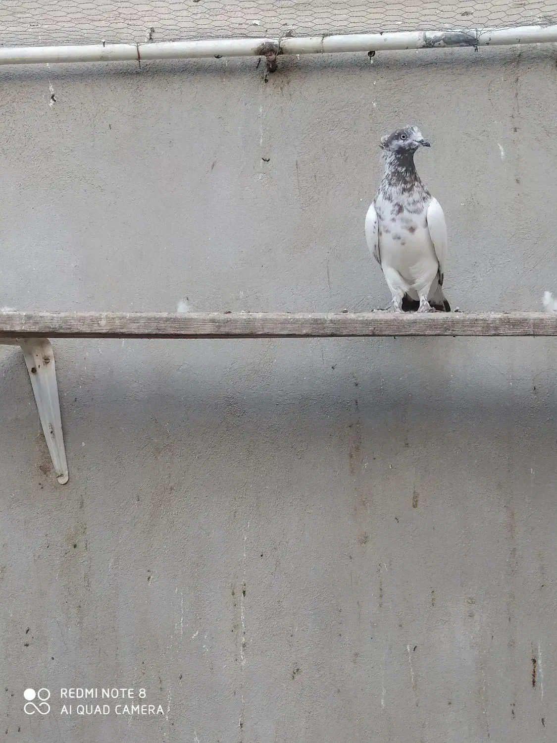 کبوتر پرشی|پرنده|قم, نخودی|دیوار