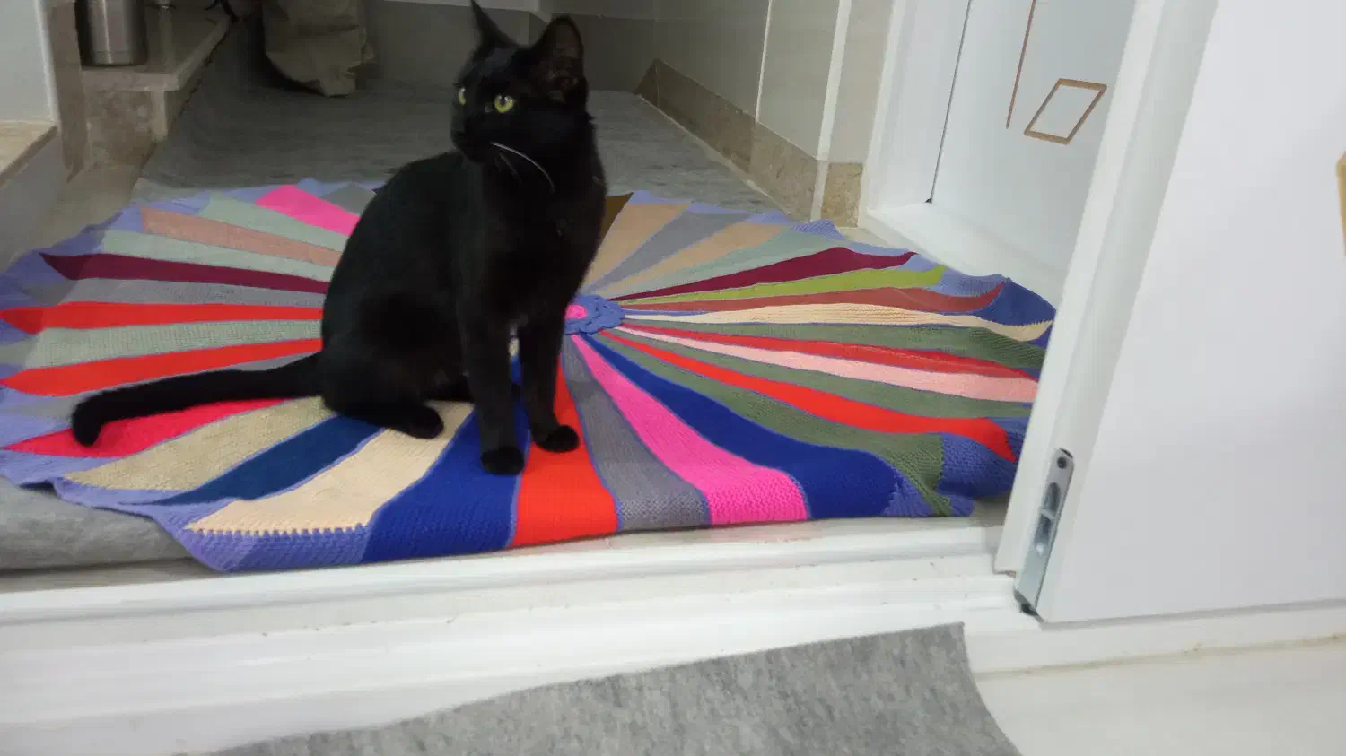 واگذاری رایگان گربه|گربه|پیرانشهر, |دیوار