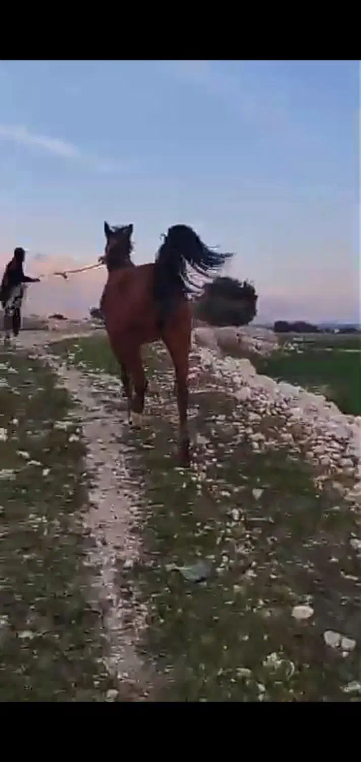 مادیون ترکی|اسب و تجهیزات اسبسواری|جره و بالاده, |دیوار