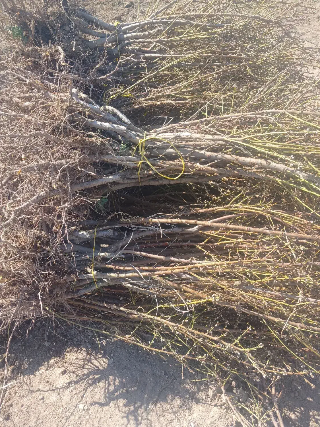 فروش ویژه نهال بادام پیوندی وسنگی درینگی کند|خدمات باغبانی و درختکاری|خسروشاه, |دیوار