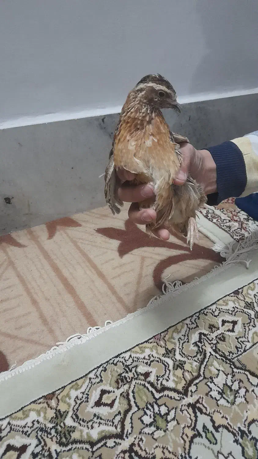 بلدرچین نر بالغ|حیوانات مزرعه|مشهد, تبادکان|دیوار