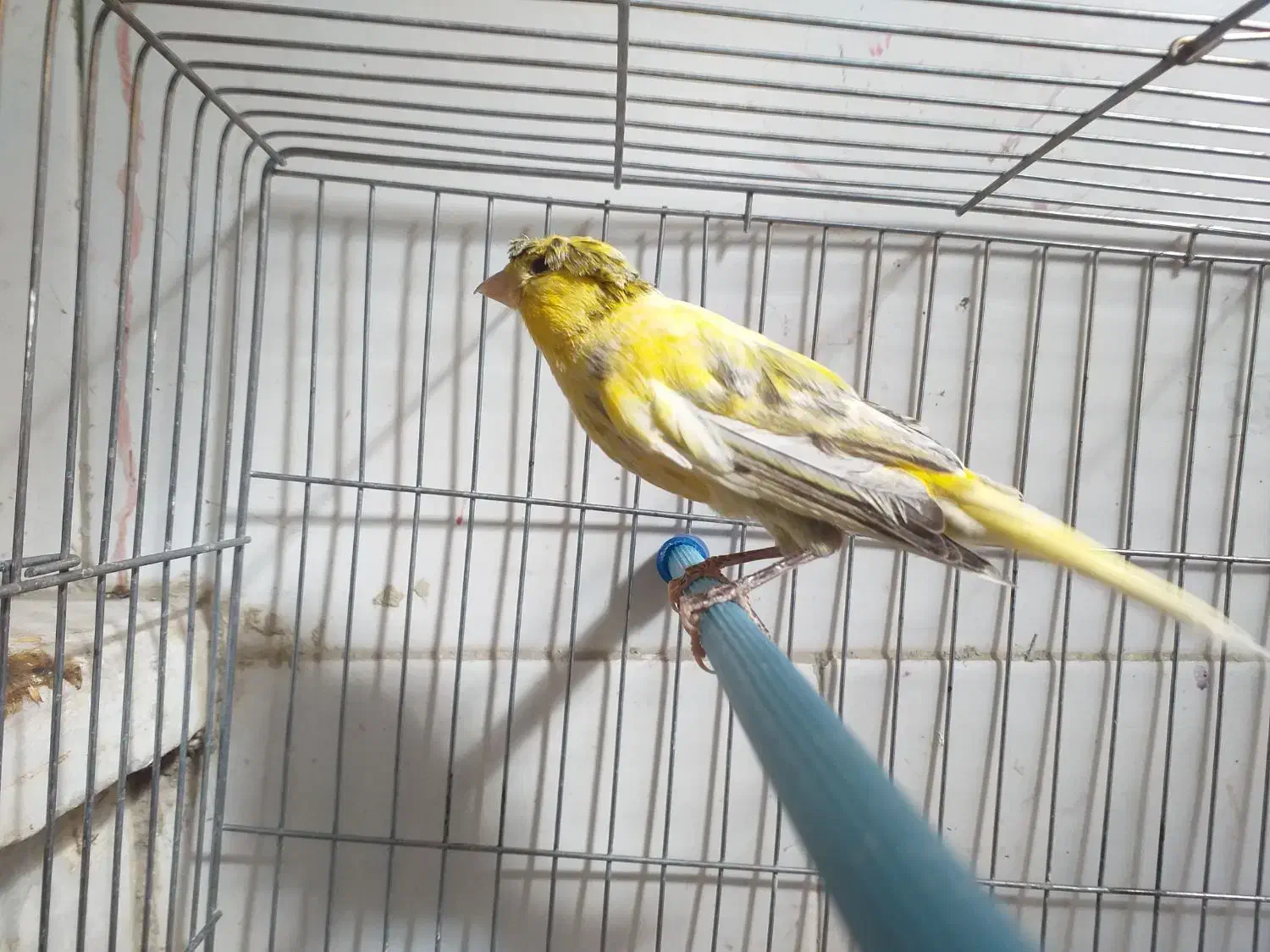 فروش نر ابلغ شلاقی آماده جفتگیری در شهرضا|پرنده|شهرضا, |دیوار