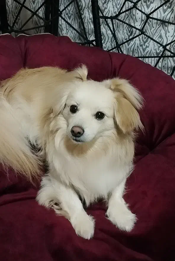 اشپیتز نر|سگ|بندرعباس, |دیوار