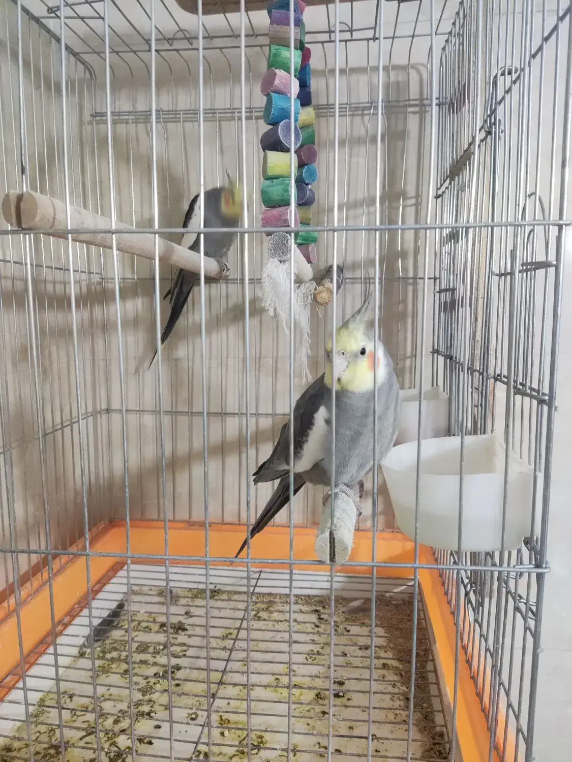 عروس‌ هلندی ۲ عدد نر|پرنده|پاکدشت, پاکدشت (مامازند)|دیوار