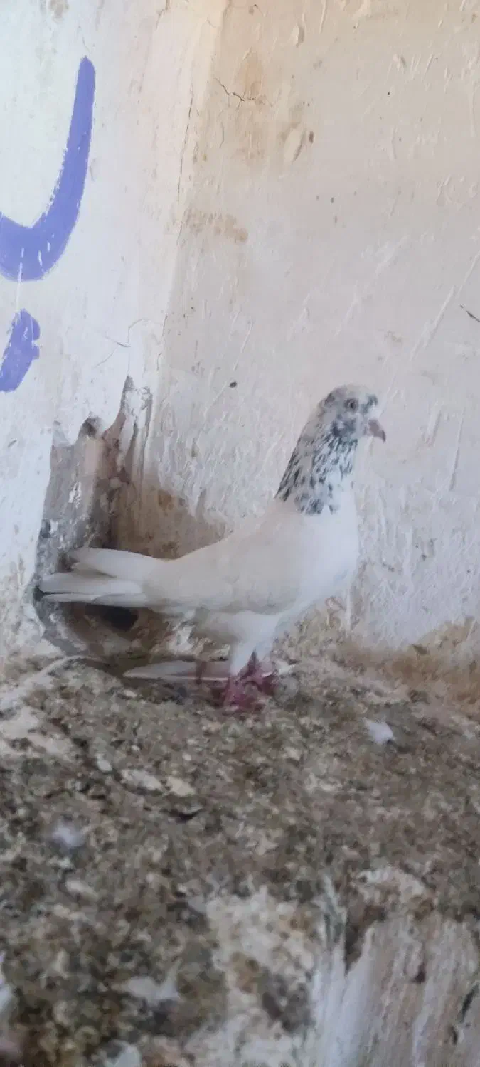 گمشده|حیوانات|مسجد سلیمان, |دیوار