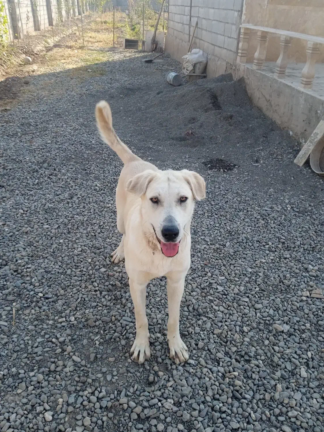 گمشده در روستای گنبد|حیوانات|خوی, |دیوار