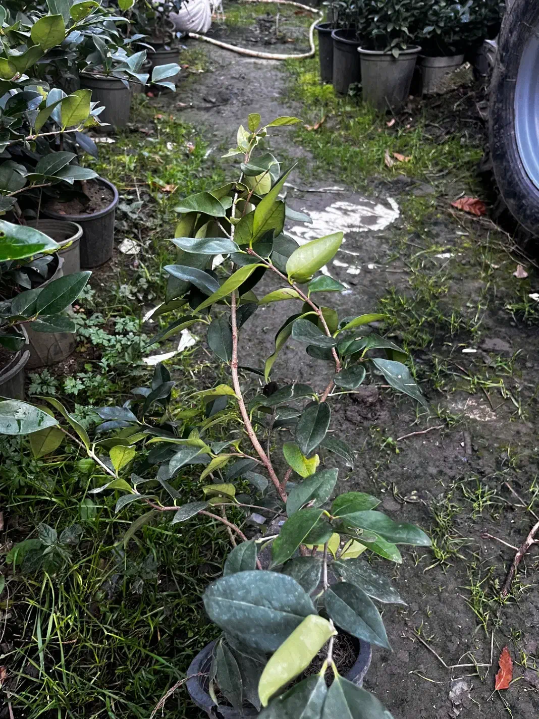 گل یاس گلدانی|گل و گیاه طبیعی|رامسر, |دیوار