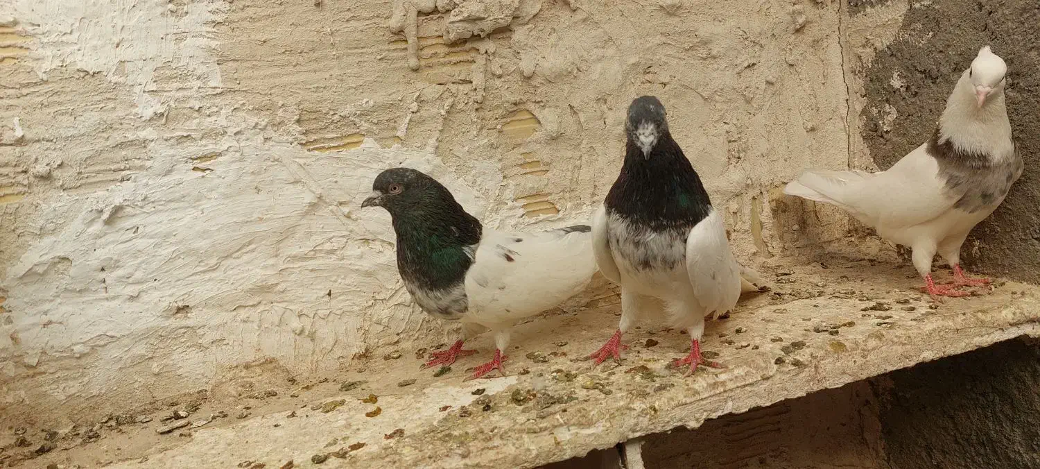 کله دار|پرنده|میانه, |دیوار