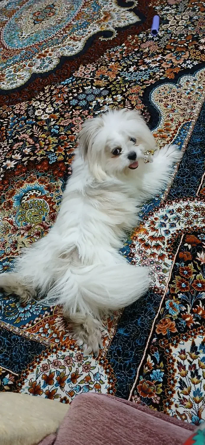 سگ بسیار آروم و بامزه|سگ|رشت, دیلمان|دیوار