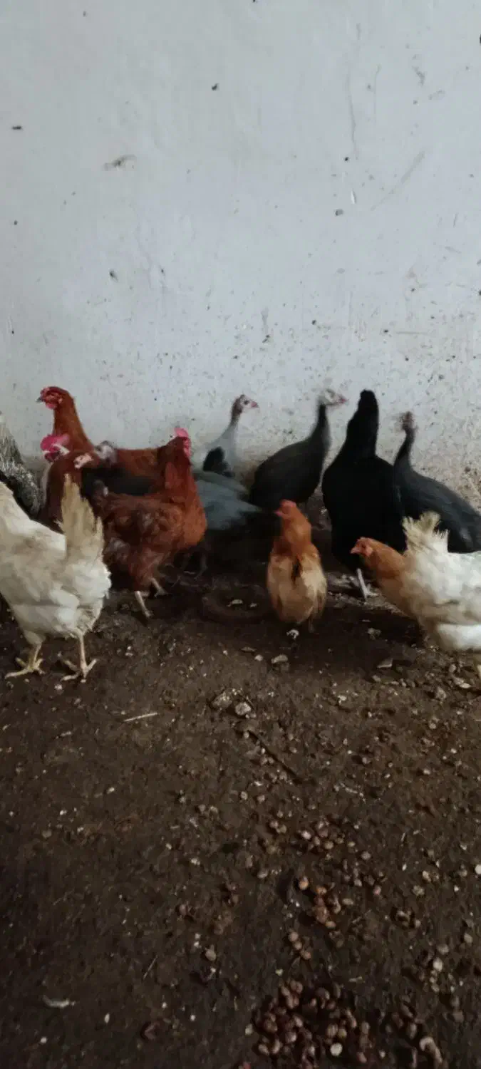 مرغ طبیعی|حیوانات مزرعه|مشگین شهر, |دیوار