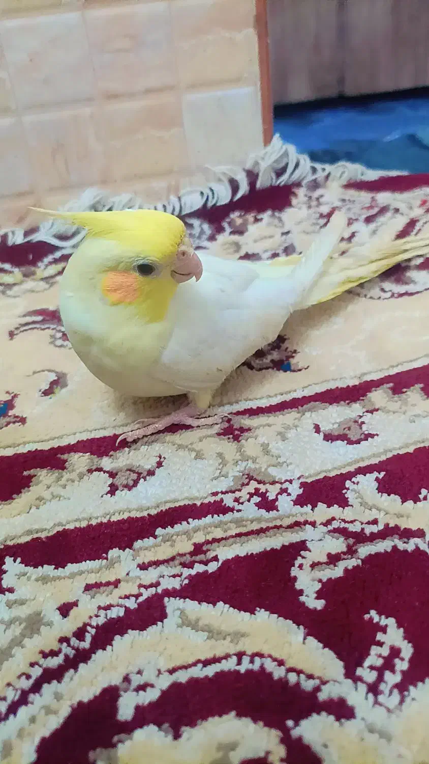 عروس هلندی|پرنده|مشهد, شهید قربانی|دیوار