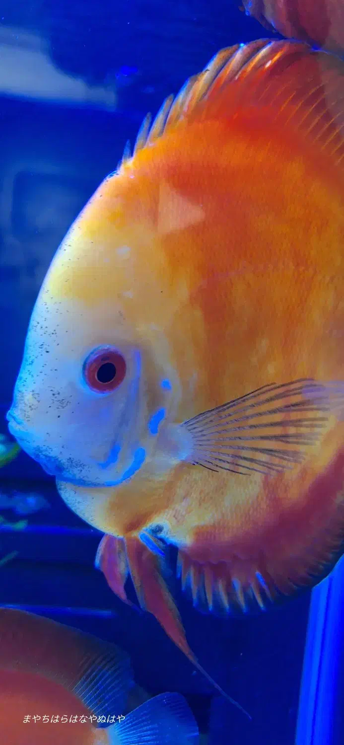 ماهی دیسکس قرمز نژاد دار اصل ۷اینچی|ماهی|کرج, عظیمیه|دیوار