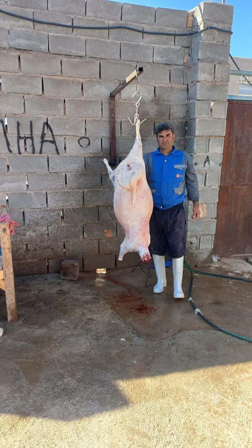 بهتریناروازمابخواهیدگوشت بره وبزغاله ۶۰۰|خوردنی و آشامیدنی|اسفراین, |دیوار