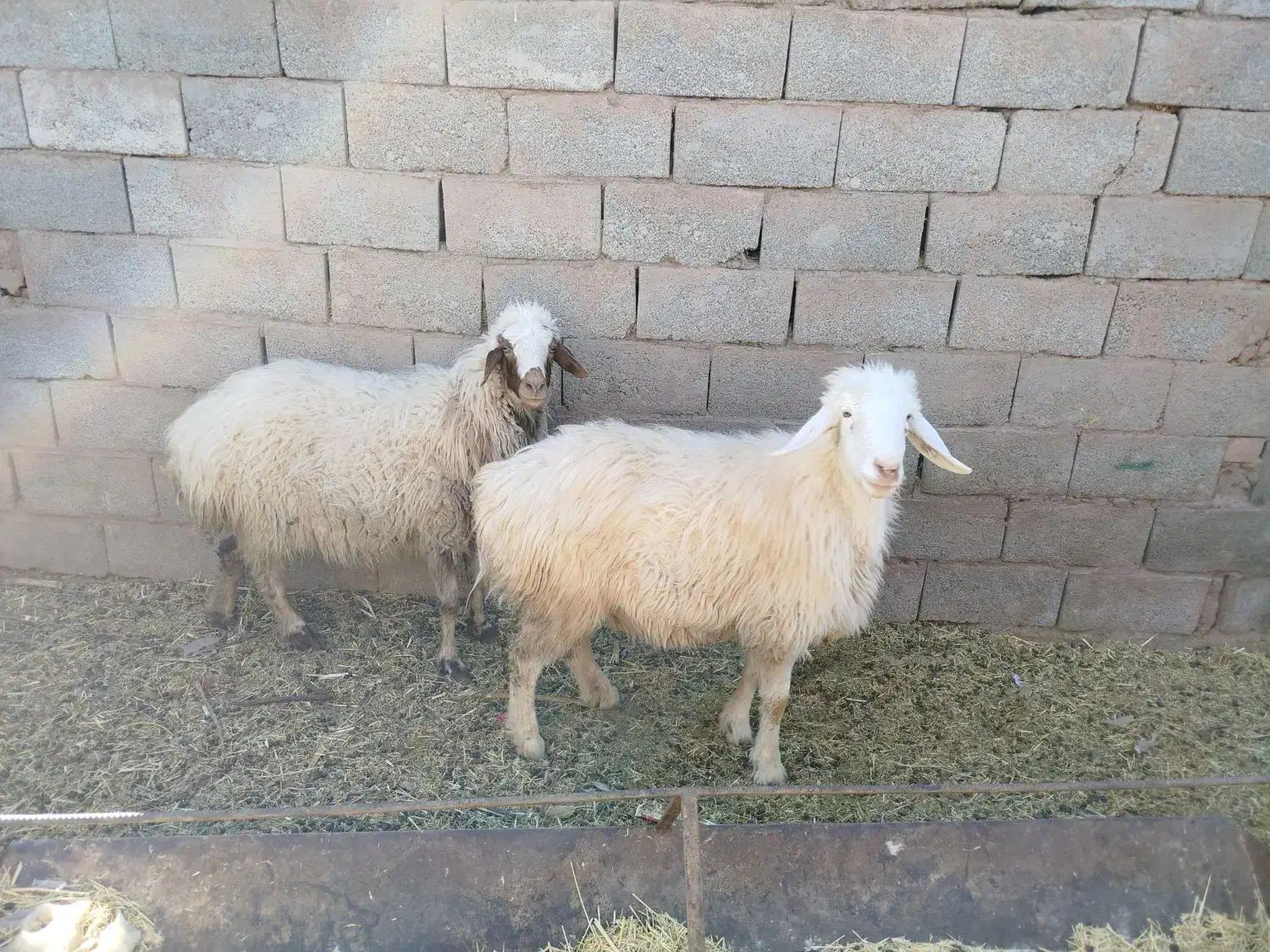 میش کاور چاق تبری|حیوانات مزرعه|کرمان, |دیوار