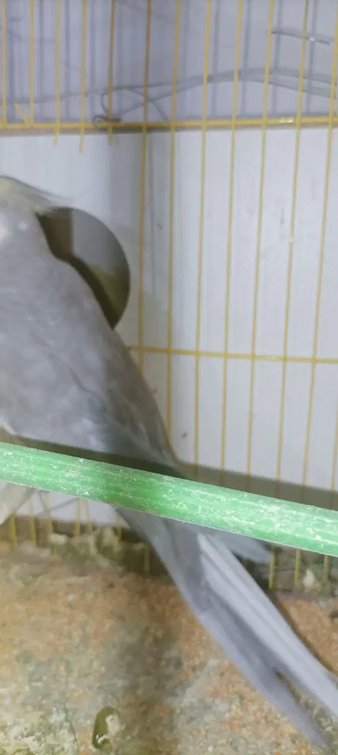 عروس هلندی|پرنده|ایرانشهر, |دیوار