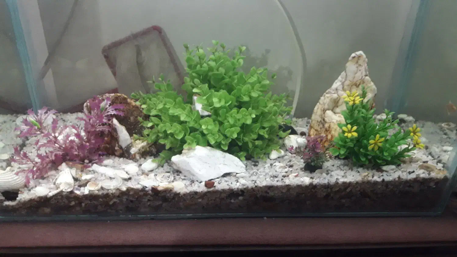 اکواریوم نو|ماهی|ملایر, |دیوار