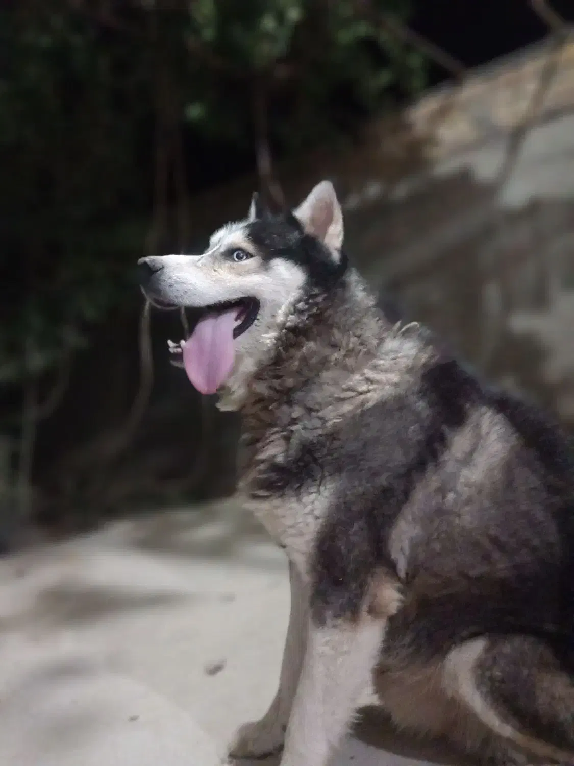 سگ هاسگی چشم آبی و باهوش|سگ|شیروان (خراسان), |دیوار