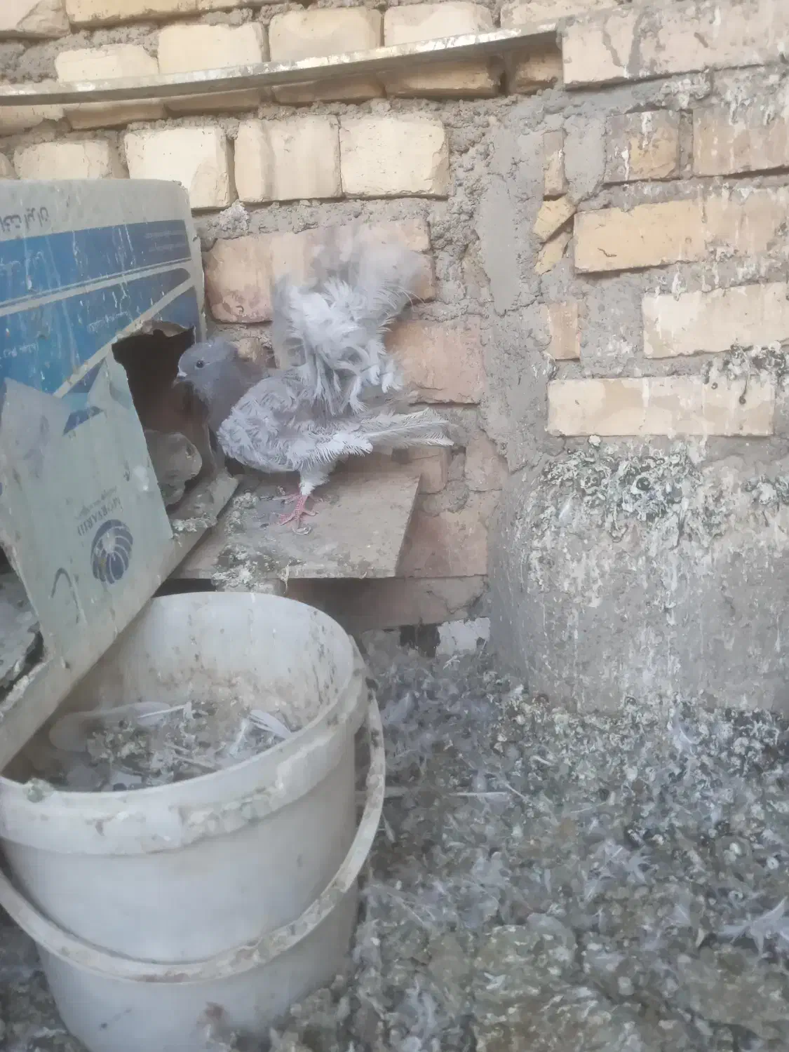 فروش کبوتر|پرنده|خمینی‌شهر, |دیوار