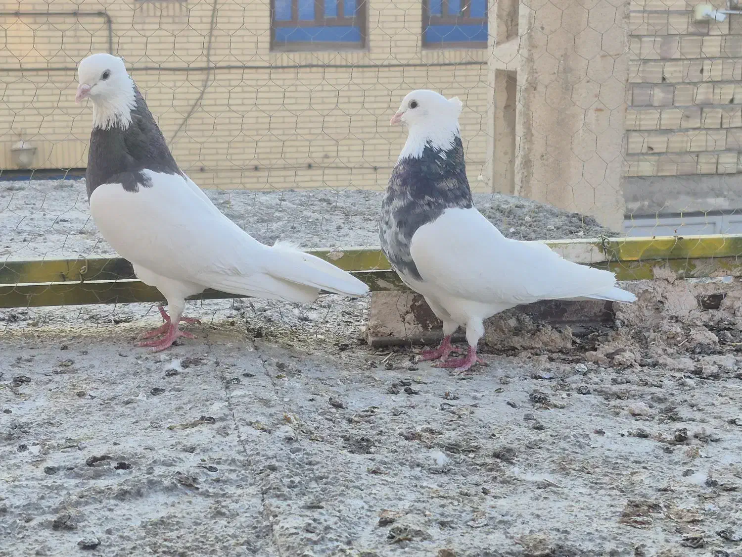 طوقی هفت رنگ|پرنده|بافق, |دیوار