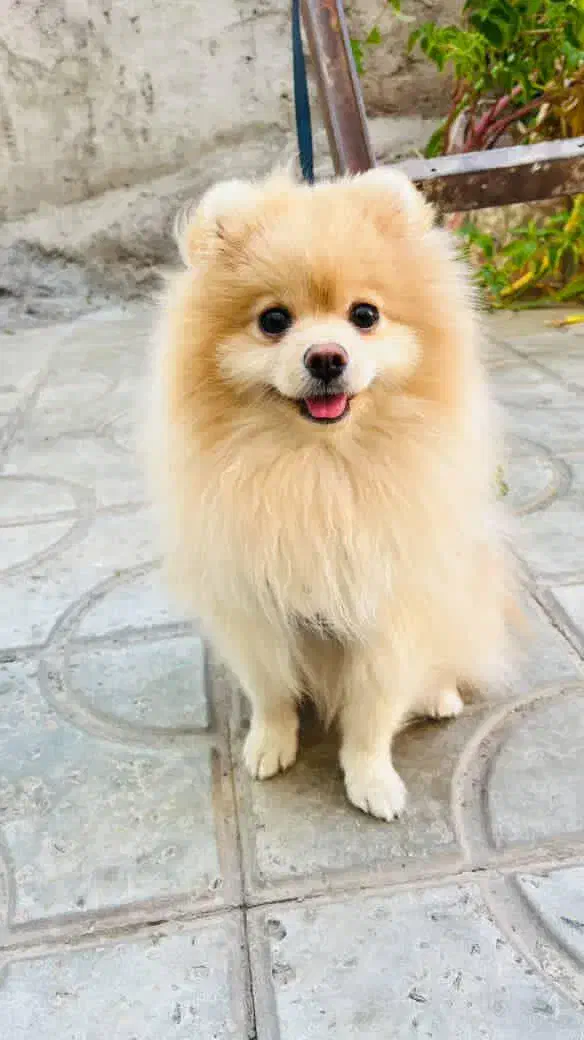 سگ پامر خرسی  وارداتی و خالص|سگ|بم, |دیوار