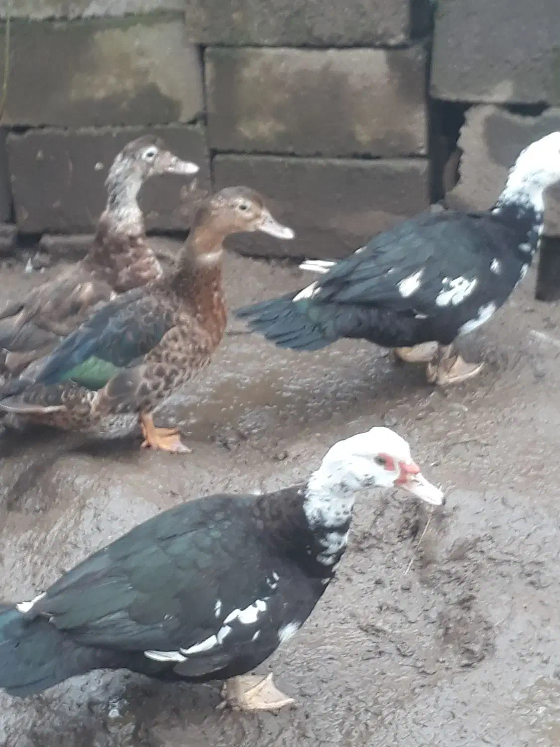 اردک|حیوانات مزرعه|رشت, آب آسیاب|دیوار