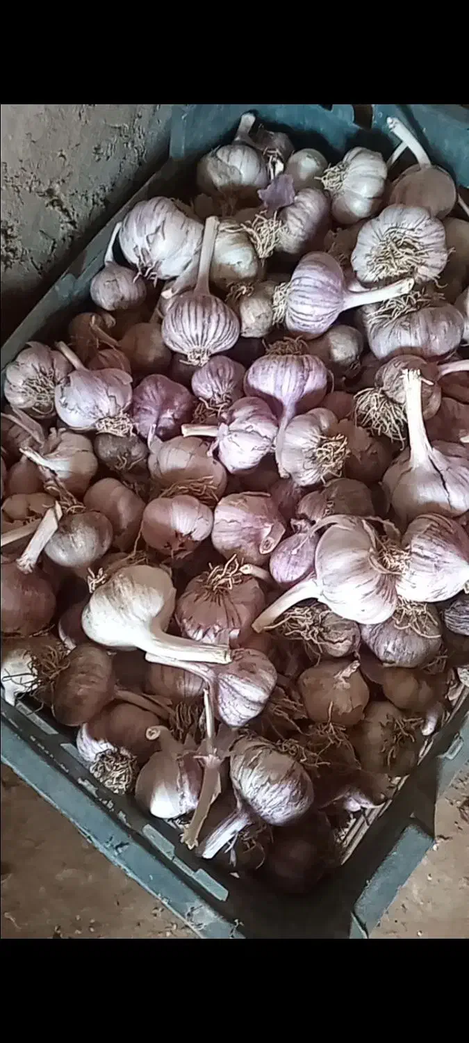 سیر|عمده‌فروشی|قره ضیاالدین, |دیوار