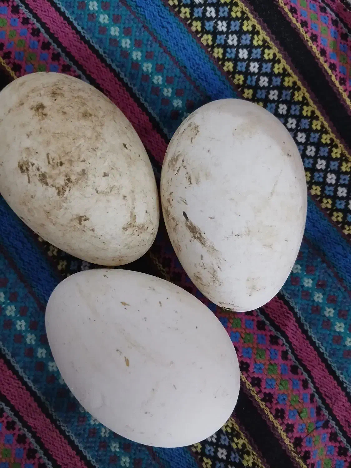 تخم قو غاز|حیوانات مزرعه|تولم شهر, |دیوار