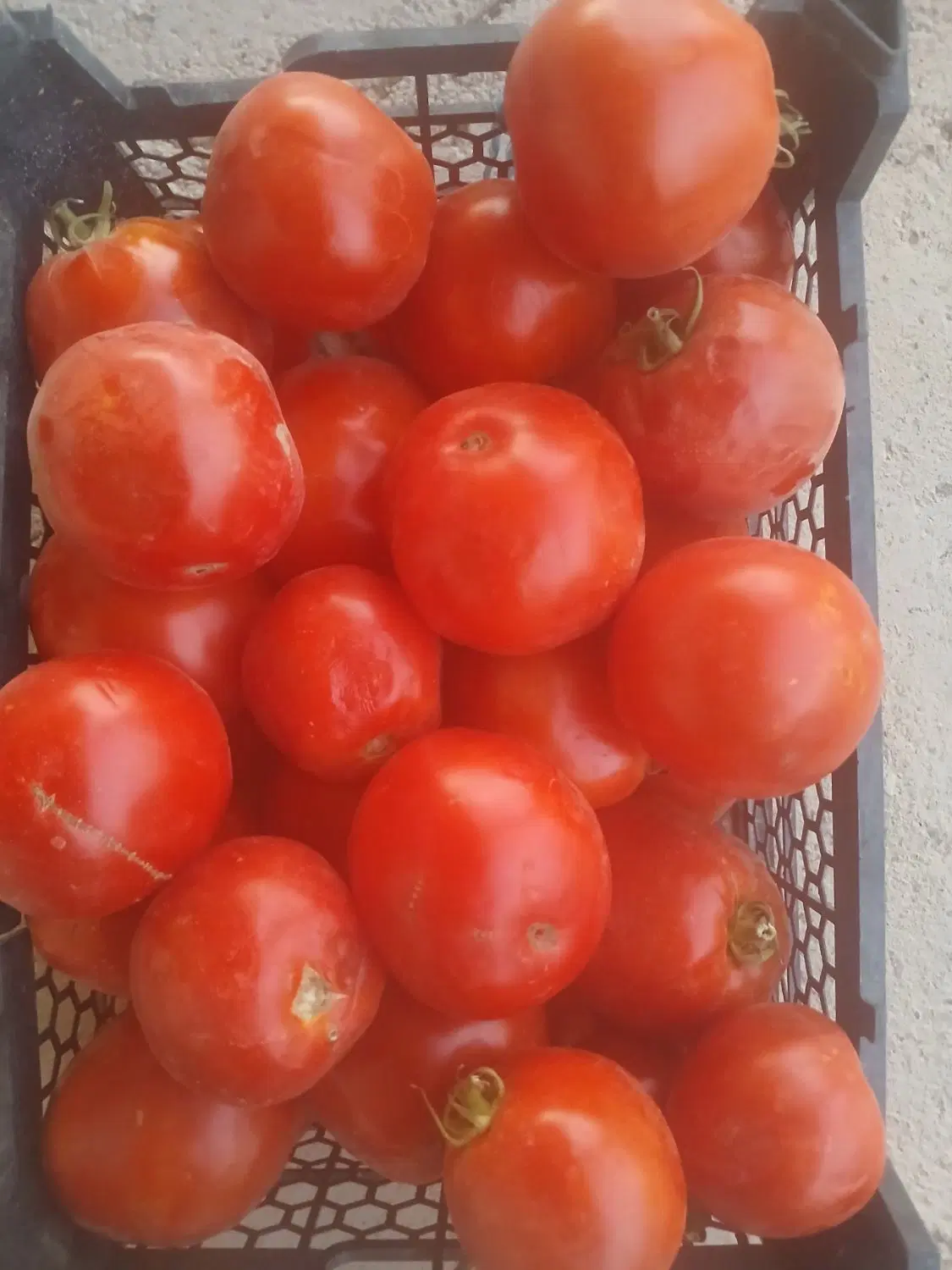 گوجه|خوردنی و آشامیدنی|زنجان, |دیوار