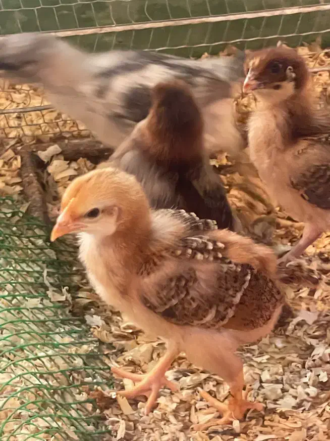 فروش جوجه ۱۰ روزه|حیوانات مزرعه|بابل, |دیوار