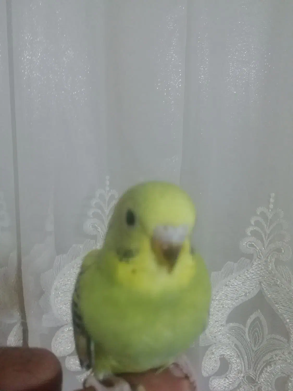 فروش 1جوجه مرغ عشق سرلاکی 30روزه|پرنده|بندرعباس, |دیوار