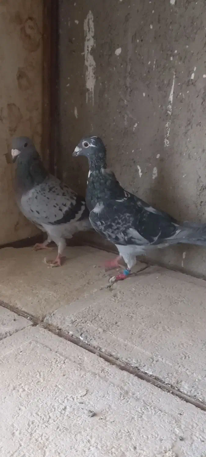 کفتر آلمانی مسافتی|پرنده|نیشابور, شهید بهشتی|دیوار