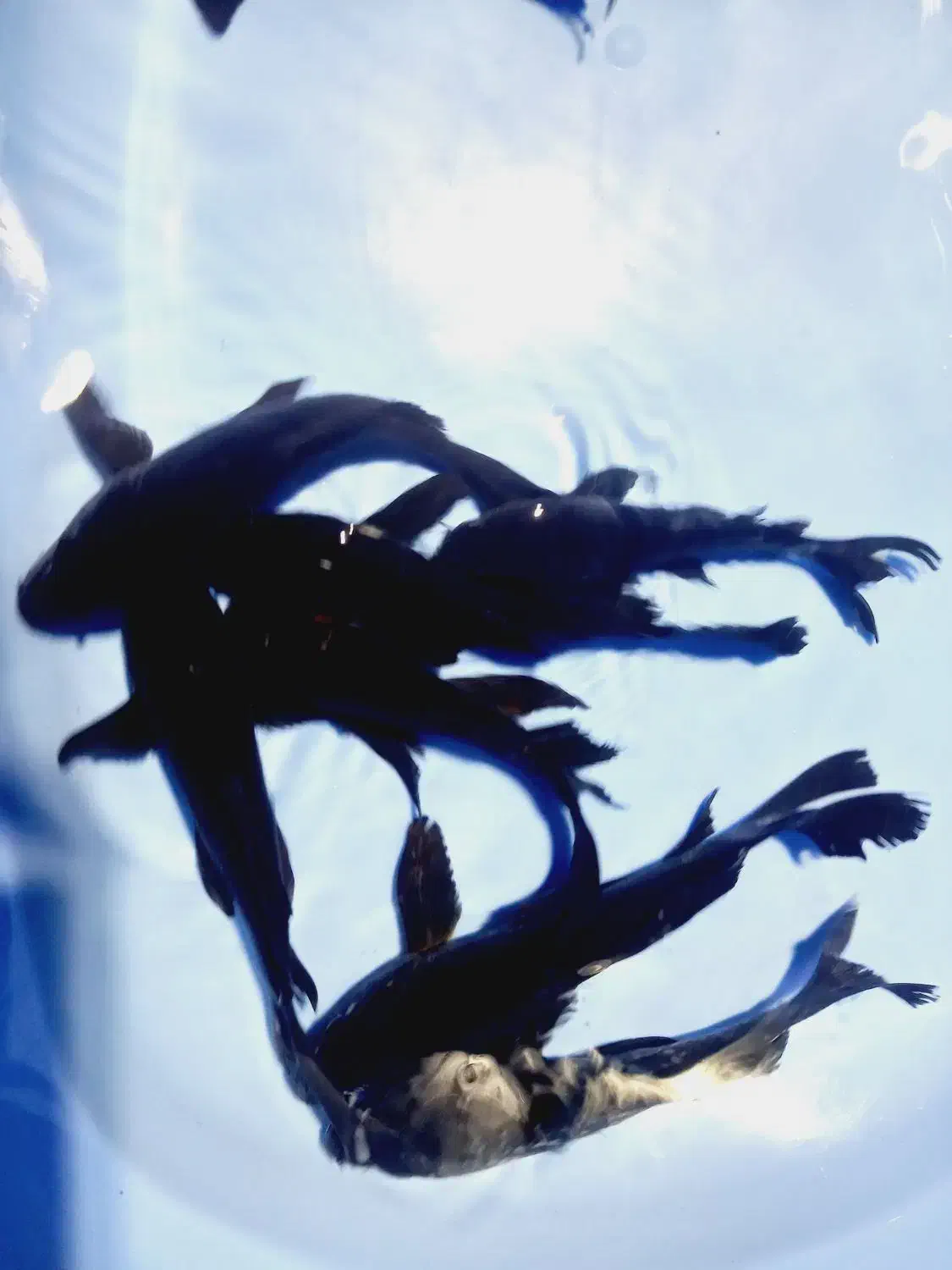 ماهی کوی فول بلک و رنگهای متنوع|ماهی|تهران, خرمشهر|دیوار