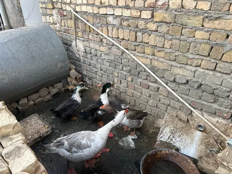 غاز مینیاتوری|حیوانات مزرعه|قم, بنیاد|دیوار